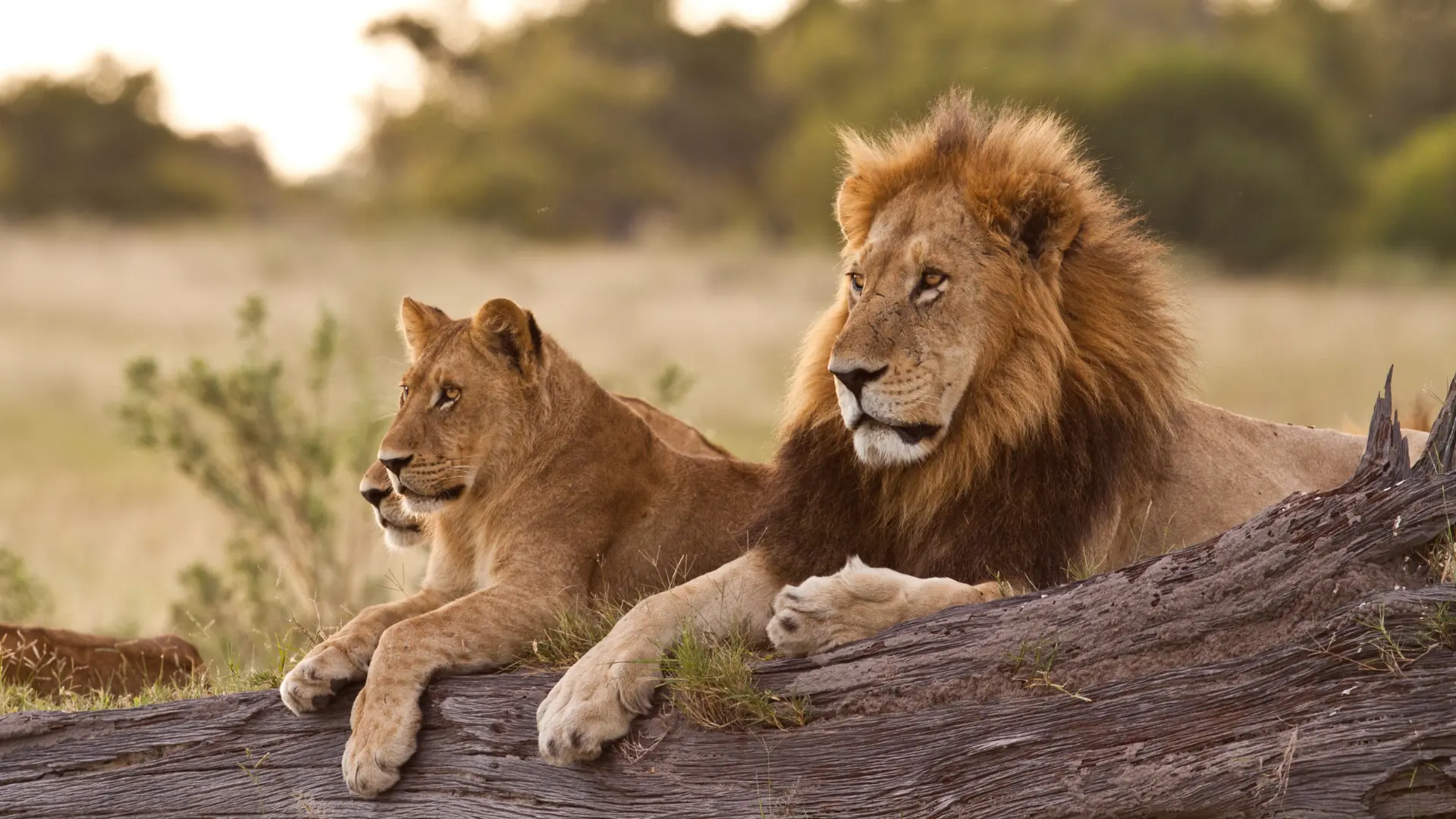 A lion and lioness resting together in a savannah landscape.